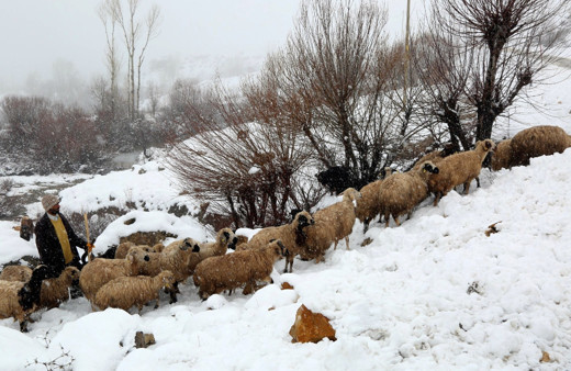 Erzincan’da koyun sürüsü ve çoban tipiye yakalandı