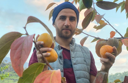 Hakkari Derecik’te Trabzon hurması hasadı başladı