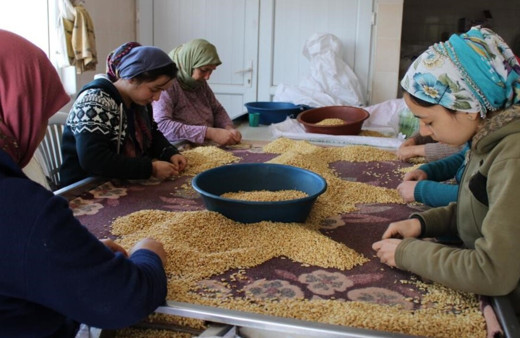 Aydın’da yetiştiricilerin çam fıstığı hasat sezonu başladı