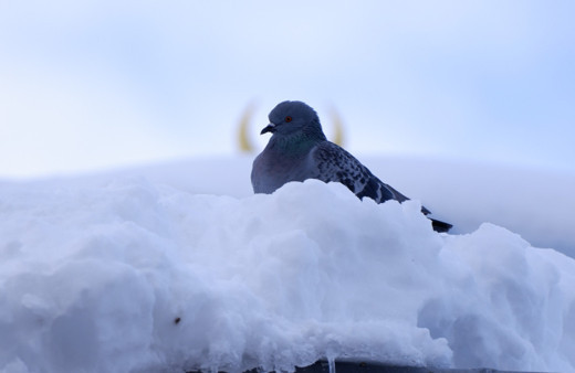 Palandöken’de kar kalınlığı 56 cm buldu, termometreler -15’i gösterdi