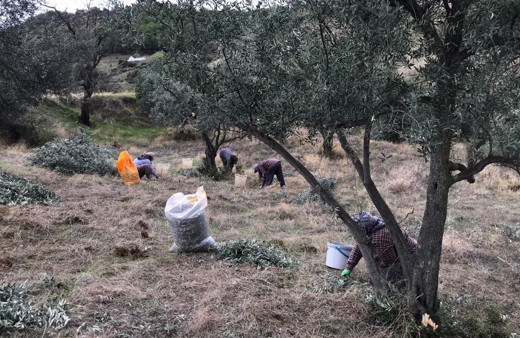 Manisa Sarıgöl'de üreticiler zeytin hasadına başladı
