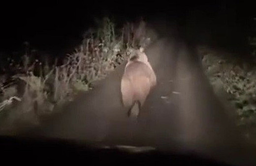 Otomobilden korkup kaçan ayı kamerada!