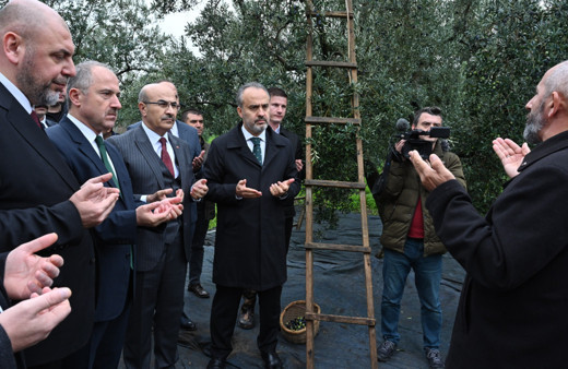Bursa Orhangazi’de de zeytin hasadı başladı