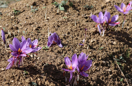 Kilosu 250 bin TL! Safranda 35 kilogram üretim hedefi gerçekleşti