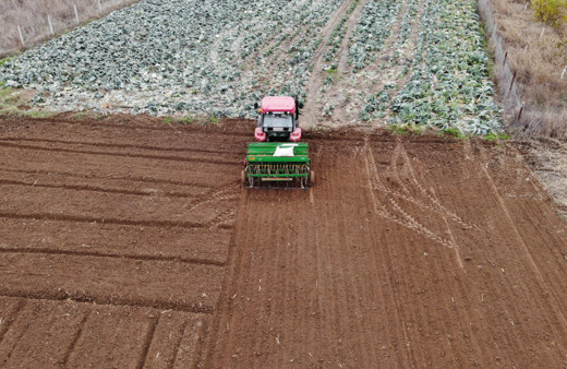 Edirne'de buğday ve arpa ekim sezonu sona erdi