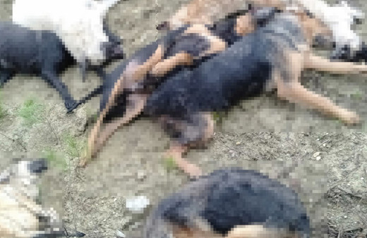 Bilecik'teki köpek katliamıyla ilgili 4 kişi gözaltına alındı