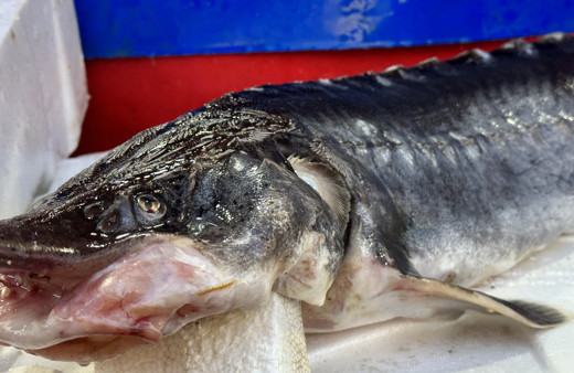 Dinazorlar döneminden günüme gelen balık Elazığ'da yakalandı! Kilosu 2 milyon lira...