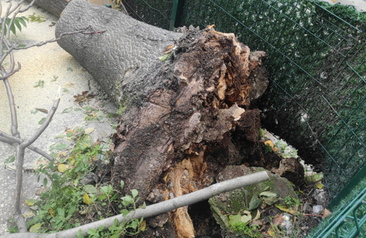 Devrilen ağacın altında kalmaktan son anda kurtuldu