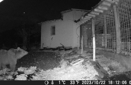 Uykusu kaçan ayılar ilçeye dadandı, meyve bahçesini talan etti