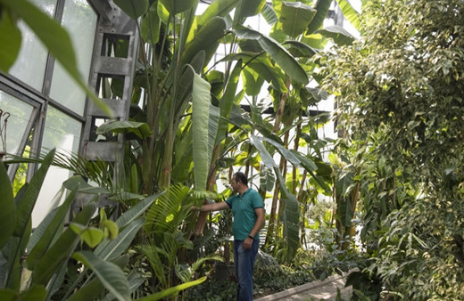 İzmir'de keşfedilen "efeçayı" bitkisinin Alzheimer'a karşı etkisi araştırılıyor!