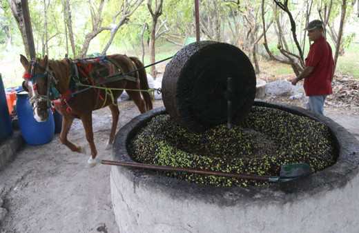 Atın çektiği taş değirmen, zeytinyağında lezzeti ve kaliteyi artırıyor!