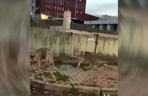 İstanbul'a kurt indi! Aç kalan kurtlar şehirde!