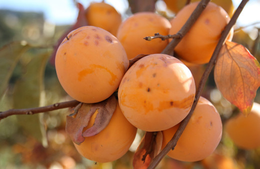 Mersin'de dolu Trabzon hurması bahçelerini vurdu
