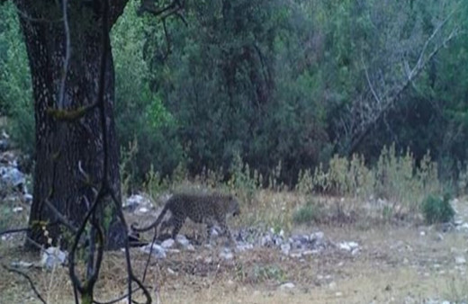 Anadolu parsı aylar sonra bir kez daha görüntülendi