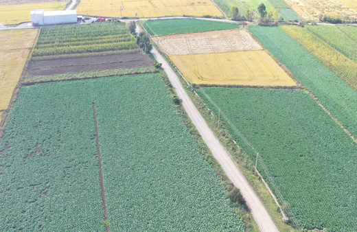 Samsun birçok tarım ürününde Türkiye'de ilk sıralarda bulunuyor