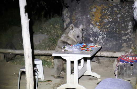 Bitlis’te piknik keyfi kabusa dönüştü ayı sofrayı bastı araca kendilerini zor attılar