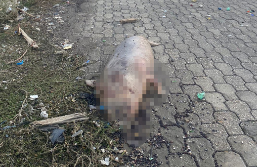 Akdeniz foku kıyıya vurdu