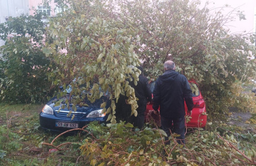Dev ağaç, otoparktaki araçların üzerine devrildi