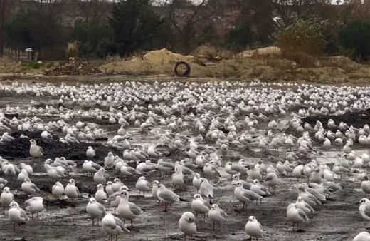 İstanbul’da etkili olan şiddetli lodos martıları ve kuşları vurdu