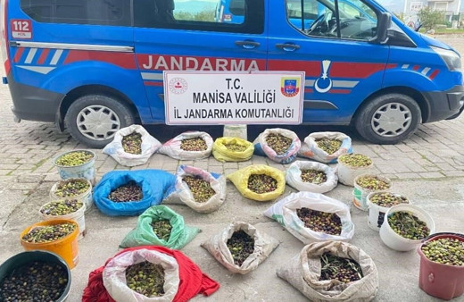 Zeytin hırsızları jandarma tarafında Manisa'da yakalandı