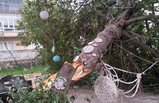 Sinop'ta fırtına ağacı devirdi