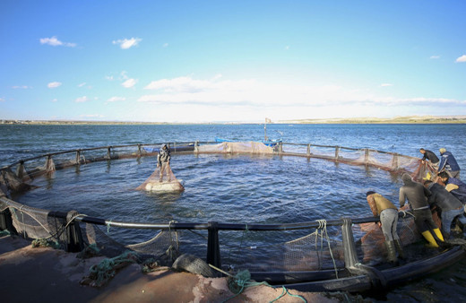 Fırat Nehri balık üretimi ve ihracatla da adından söz ettiriyor