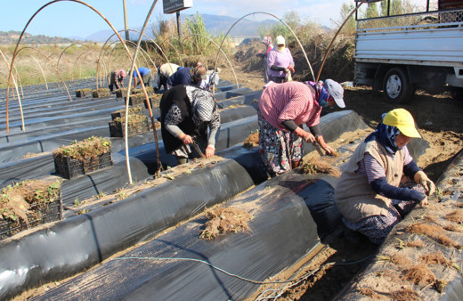 Çilek üreticisi tarlaya indi