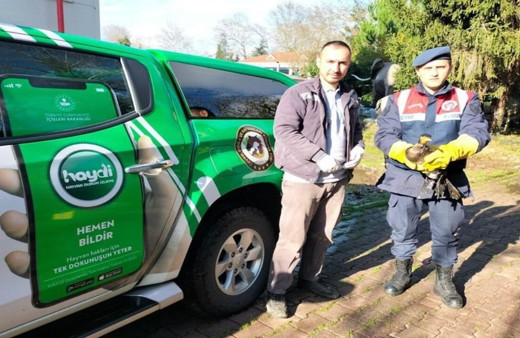 Yaralı kuşun imdadına jandarma yetişti