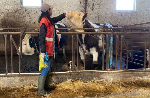 Sandıklı’da hayvanlarda şap aşılaması tamamlandı