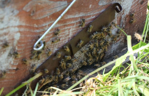 Kestane balında renk koyulaştıkça fiyatı da artıyor!