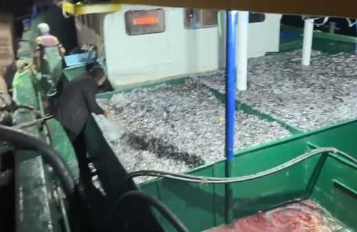 Kastamonu'da fırtınanın ardından denize açılan balıkçılar hamsiyle döndü