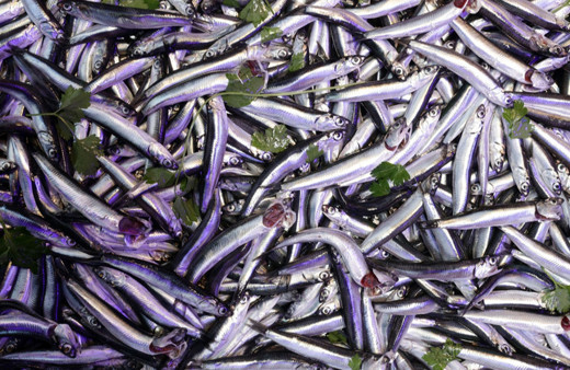 Balıkçılar hamsi bolluğu için soğuk havayı bekliyor!