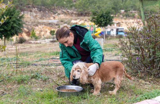 Mersin’de görme engelli köpekler sahiplendirilmeyi bekliyor