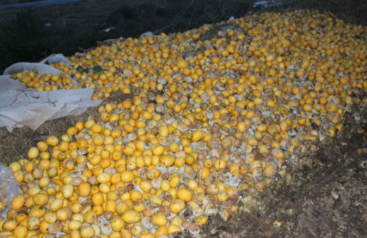 Yazık, günah! Adana'da tonlarca limon dere yatağına döküldü!