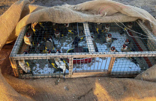 Saka kuşu avlayan kişiye 40 bin 816 lira ceza kesildi!