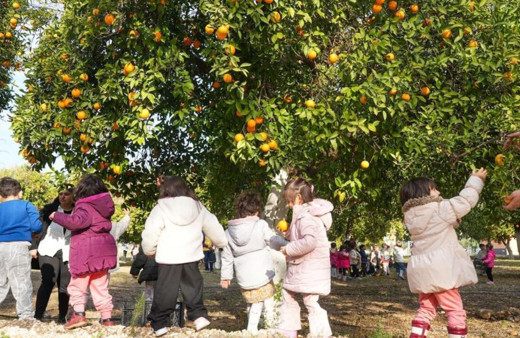 Tarsuslu minikler portakal hasadı yaptı