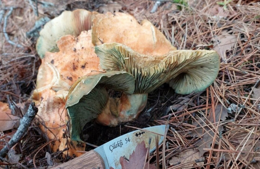 Görünce hayrete düştü, dev kanlıca mantarı gören kişi kayda alarak anlatmaya başladı