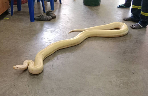 Bangkok'ta yaklaşık 4 metrelik dev piton bulundu, görenleri şoke etti