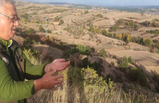 Kastamonu'da yaralı halde bulunan bıldırcın, sağlığına kavuştu