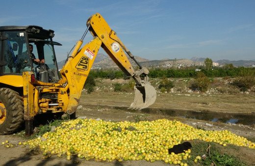 Dere yatağına dökülen tonlarca limon imha edildi