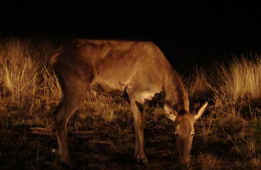 Salda Gölü çevresine 6 kızıl geyik daha bırakıldı