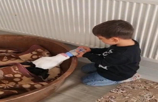 Tokat'ta buzağıyı biberonla besleyen çocuk yürekleri ısıttı