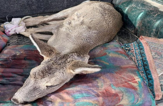 Sokak köpekleri tarafından saldırıya uğrayan karaca tedavi altına alındı