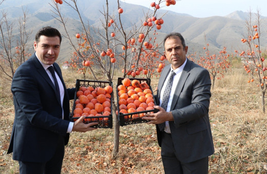 Keban’da Trabzon Hurması hasadı yapıldı