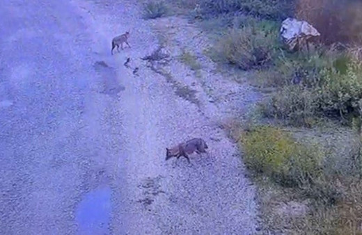 Osmaniye'de aç kalan kurtlar yola indi!