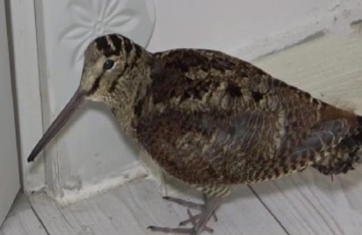 Nadir görülen Sibirya suçulluğu yaralı olarak Adana’da bulundu