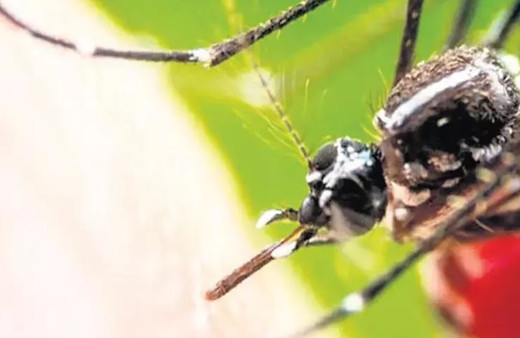 Güneydoğu için sıtma uyarısı yapıldı, ölüm saçıyor