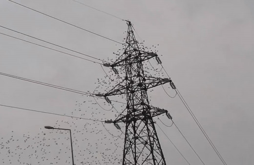 Bursa’da sığırcık kuşlarının dansı görsel şölen oluşturdu