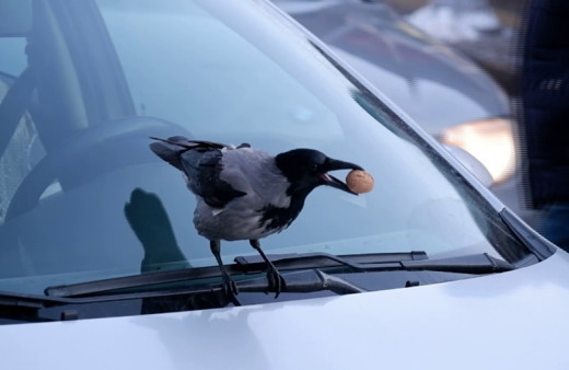 Kargaların ceviz merakıyla baş edemeyen esnaf, 1 kilo ceviz bırakmak zorunda kaldı