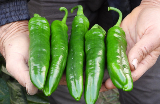 Samandağ biberinin azı şifa deposu, fazlası zarar veriyor